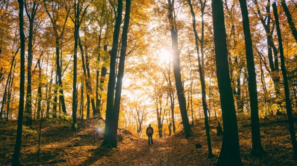 Homme qui explore la forêt