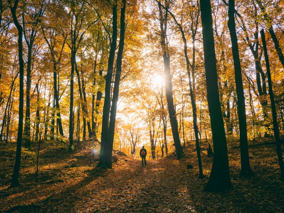 Homme qui explore la forêt