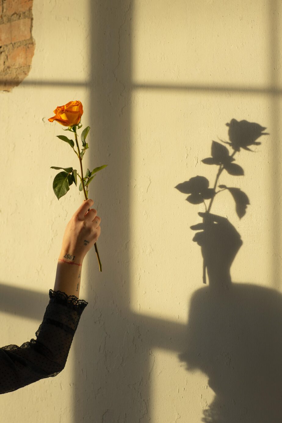 Main tenant une rose et son ombre